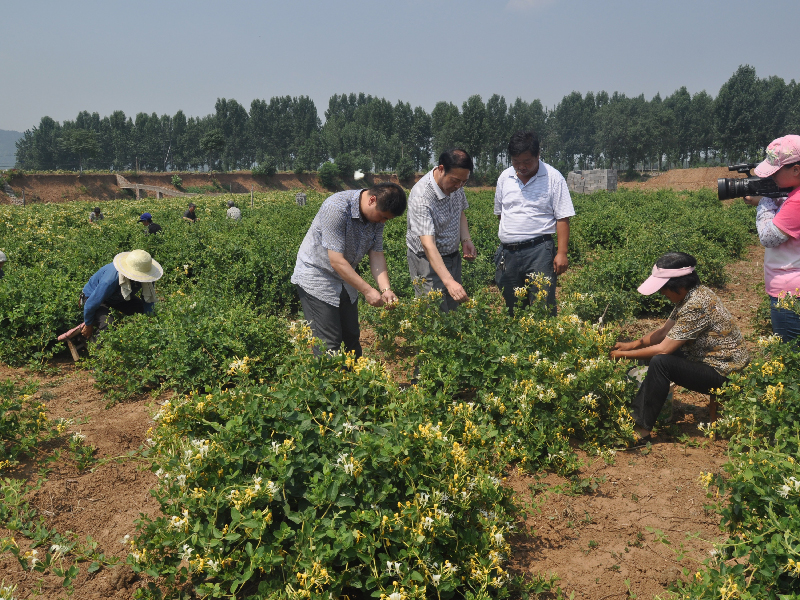 百泉药都中药材种植基地